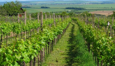 FOTO: Moravské vinice