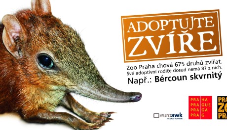 FOTO: Adopce B&eacute;rcouna