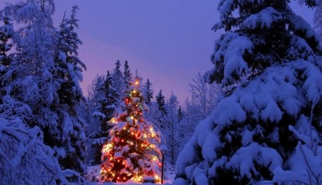 foto V&aacute;nočn&iacute; strom