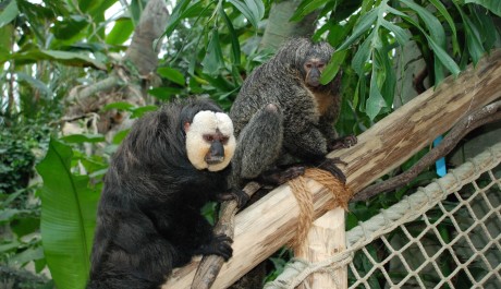 FOTO: chvostani v hale