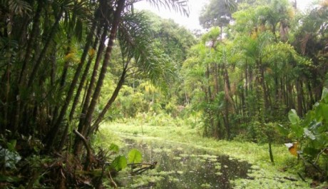 Oblast řeky Amazonky - Amazonie FOTO: Oblast řeky Amazonky - Amazonie