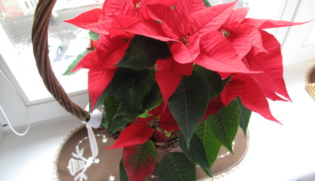 V&aacute;nočn&iacute; hvězda