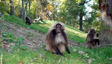 FOTO: pavián dželada