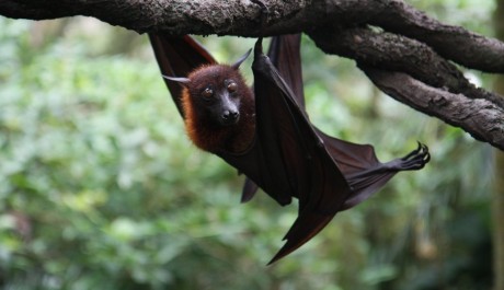 FOTO: Netopýr