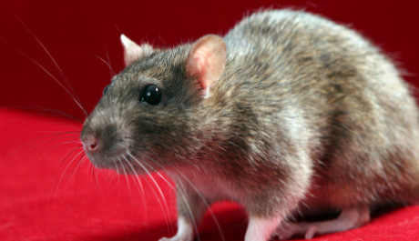 potkan Potkan OBR: Potkan