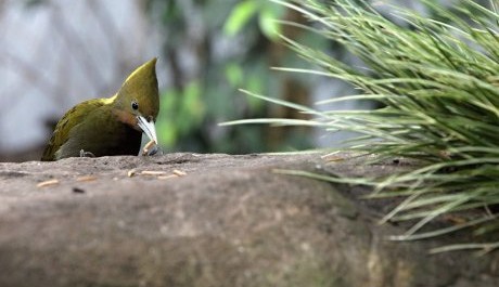 FOTO: Krmení ptáků v pavilonu Sečuán