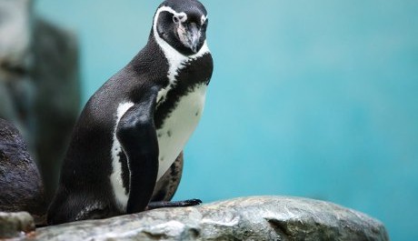 FOTO: Krmen&iacute; tučň&aacute;ků Humboldtov&yacute;ch