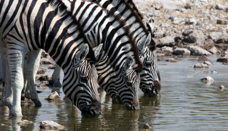 FOTO: Národní park Etosha
