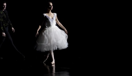 FOTO: Černá labuť