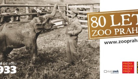 FOTO: 80 let Zoo Praha, slon Baby
