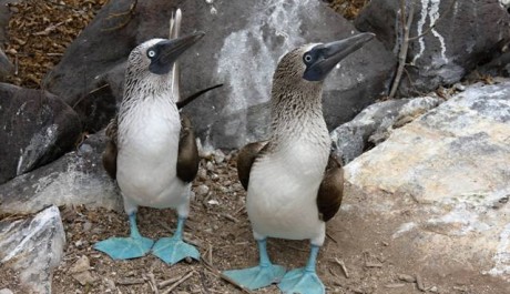 FOTO: Galapágy, terej modronohý 