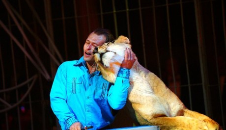 FOTO: Tom&aacute;&scaron; Ringel drezuruje lvice