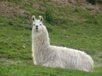 Lama FOTO: Lama