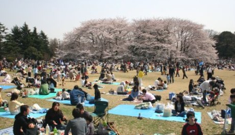 Hanami FOTO: Japonský piknik