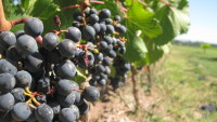 FOTO: Hrozny červeného vína