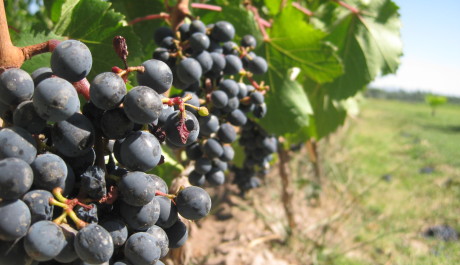 FOTO: Hrozny červeného vína