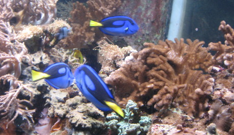 FOTO: Akvárium v Brightonu