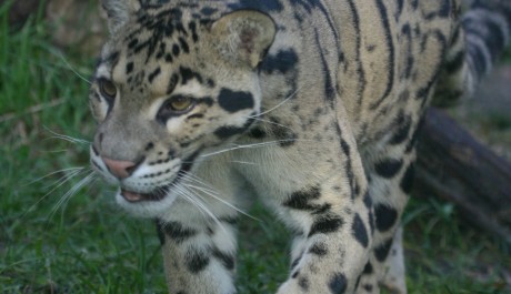 FOTO: Levhart obl&aacute;čkov&yacute;