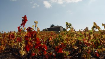 FOTO: Krajina Beaujolais - vinice