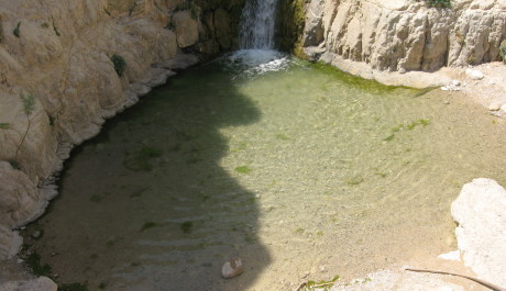 FOTO: Přírodní park En Gedi, Izrael
