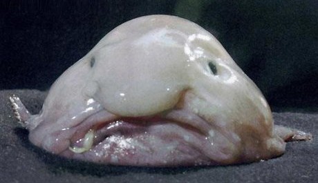 Hříčka přírody zvaná Blobfish FOTO: Hříčka přírody zvaná Blobfish