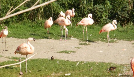 FOTO: Jaro začíná, v Zoo Praha to žije barvami