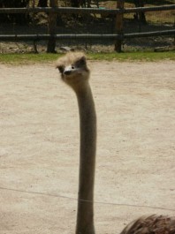 FOTO: V Zoo Praha se bude soutěžit o pštrosí vejce