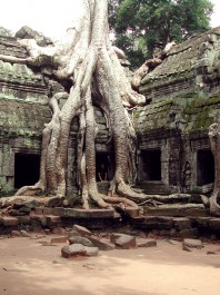 FOTO: Pralesní chrám Ta Phrom je pohlcen zelenou džunglí už po staletí