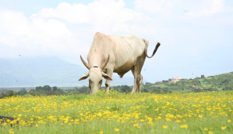 farma