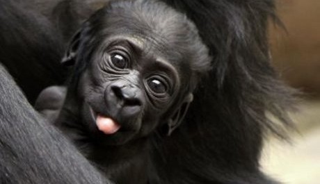 FOTO: Zoo Praha, gorily (Kiburi)