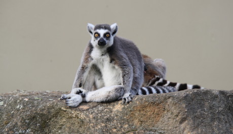 FOTO: lemur kata
