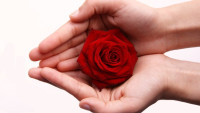 Červená růže v dlaních