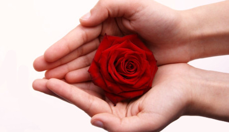 Červená růže v dlaních