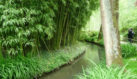 FOTO: Bambus a říčka v zahradě