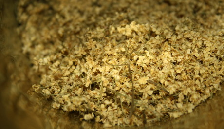 FOTO: Čern&yacute; bez - usu&scaron;en&eacute; květy