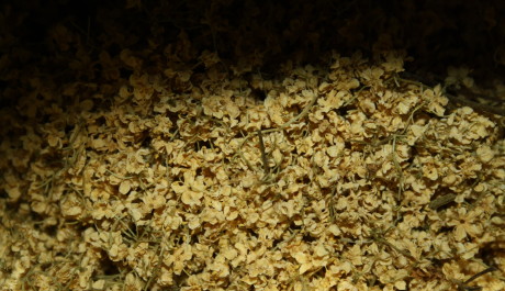 FOTO: Čern&yacute; bez - usu&scaron;en&eacute; květy 2