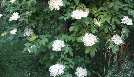 FOTO: Čern&yacute; bez - keř