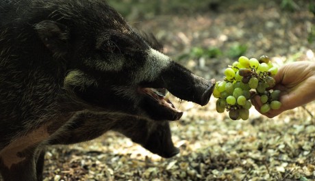 FOTO: prase visajanské