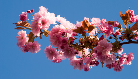 FOTO: Květy japonské třešně symbolizují příchod jara