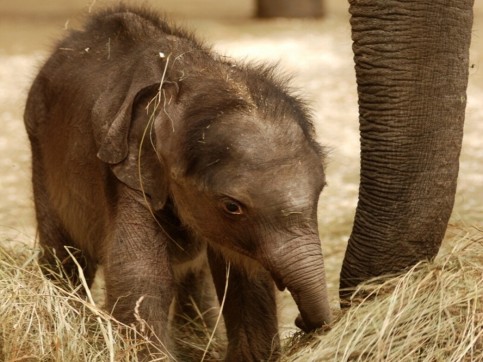 FOTO: Uhynulý sameček v ostravské ZOO