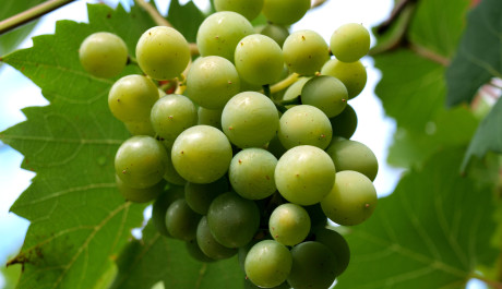 FOTO: Hrozen bílého vína - detail