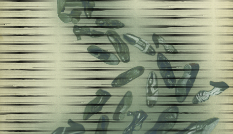 Foto: Neznámý autor: Baťa, 1942-1945, koláž s použitím částí bromostříbrných pozitivů nalepených na kartonu, retuš