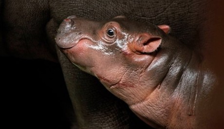 FOTO: Hroší mládě v Zoo Praha