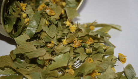 FOTO: Sušený lipový květ