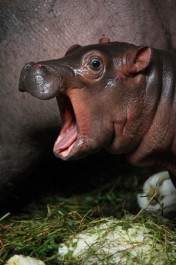 FOTO: Mládě hrocha 