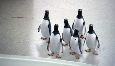 FOTO: Pan Popper a jeho tučňáci (2011)