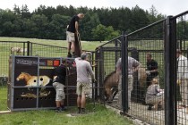 FOTO: nakládání koně Převalského