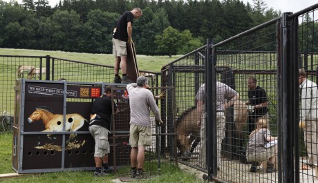 FOTO: nakládání koně Převalského