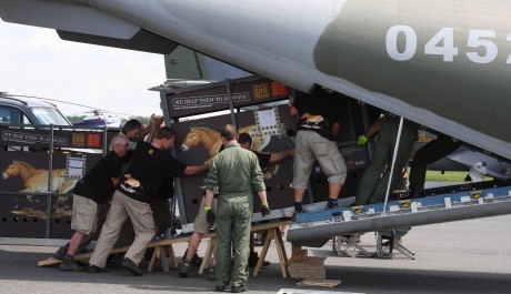 FOTO: nakládání koně do letadla 