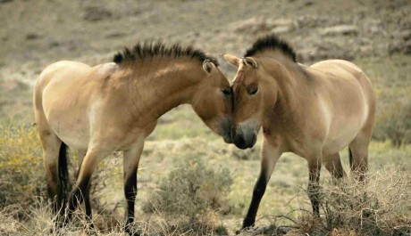 FOTO: Koně si již užívají stepi v Khomiin Talu